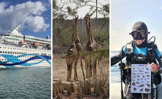 עולם התרבות מתעורר: חגיגות ים, ג'ירפות ומלונות חדשים