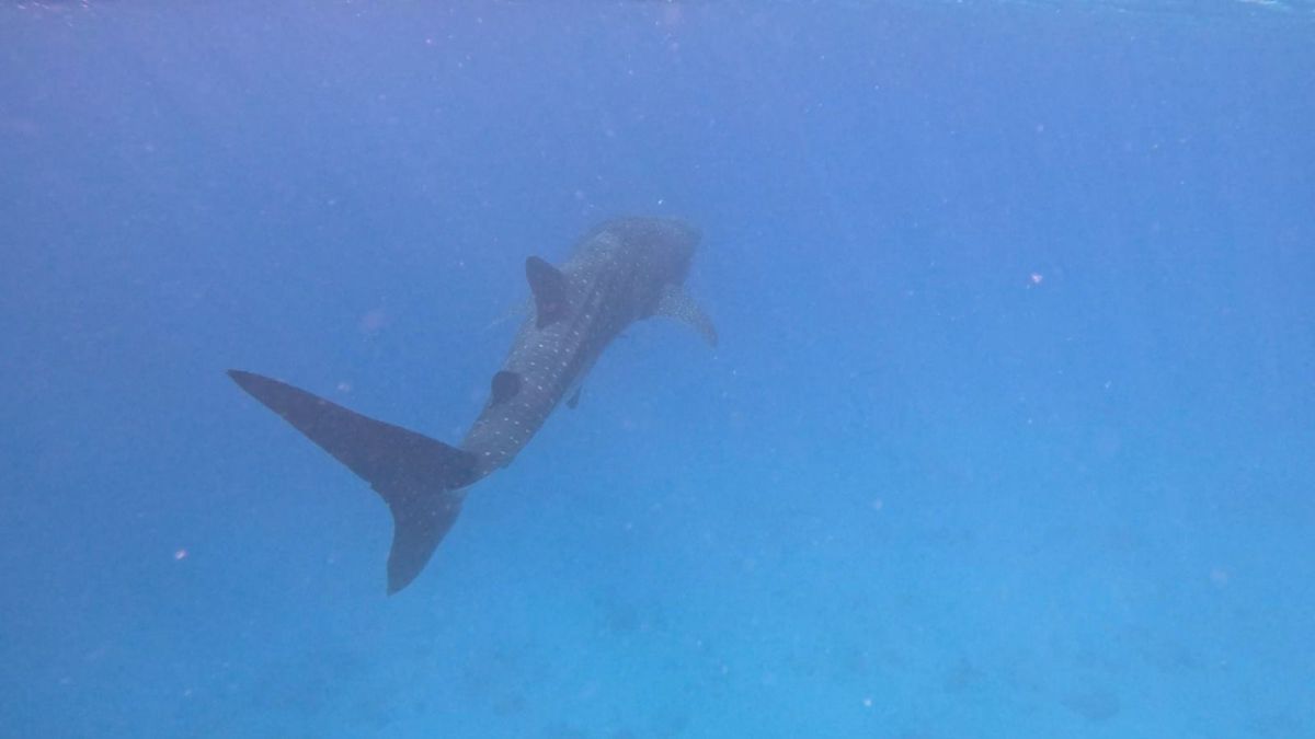 בשל חשד לכריש במים: כל חופי הרחצה בחיפה נסגרו
