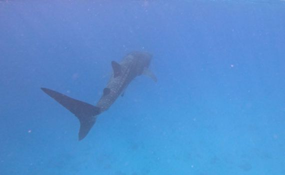 בשל חשד לכריש במים: כל חופי הרחצה בחיפה נסגרו