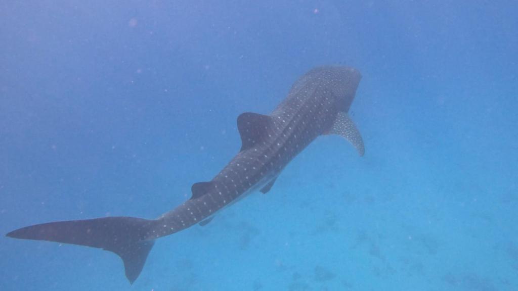 תיעוד מרגש מאילת: הדג הגדול בעולם מבקר בישראל | צפו
