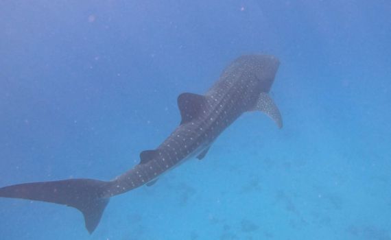 תיעוד מרגש מאילת: הדג הגדול בעולם מבקר בישראל | צפו