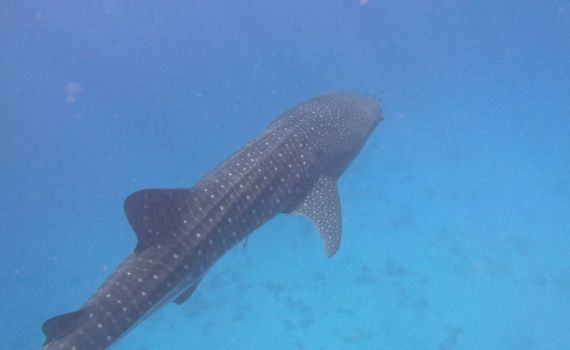 בהלה באשקלון: החופים נסגרו בעקבות כריש