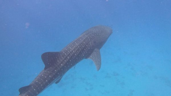 בהלה באשקלון: החופים נסגרו בעקבות כריש