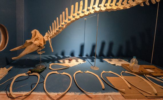 צלילה לעולם יונקי הים: תערוכה חדשה בחיפה