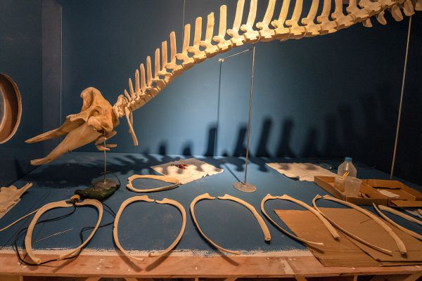 צלילה לעולם יונקי הים: תערוכה חדשה בחיפה