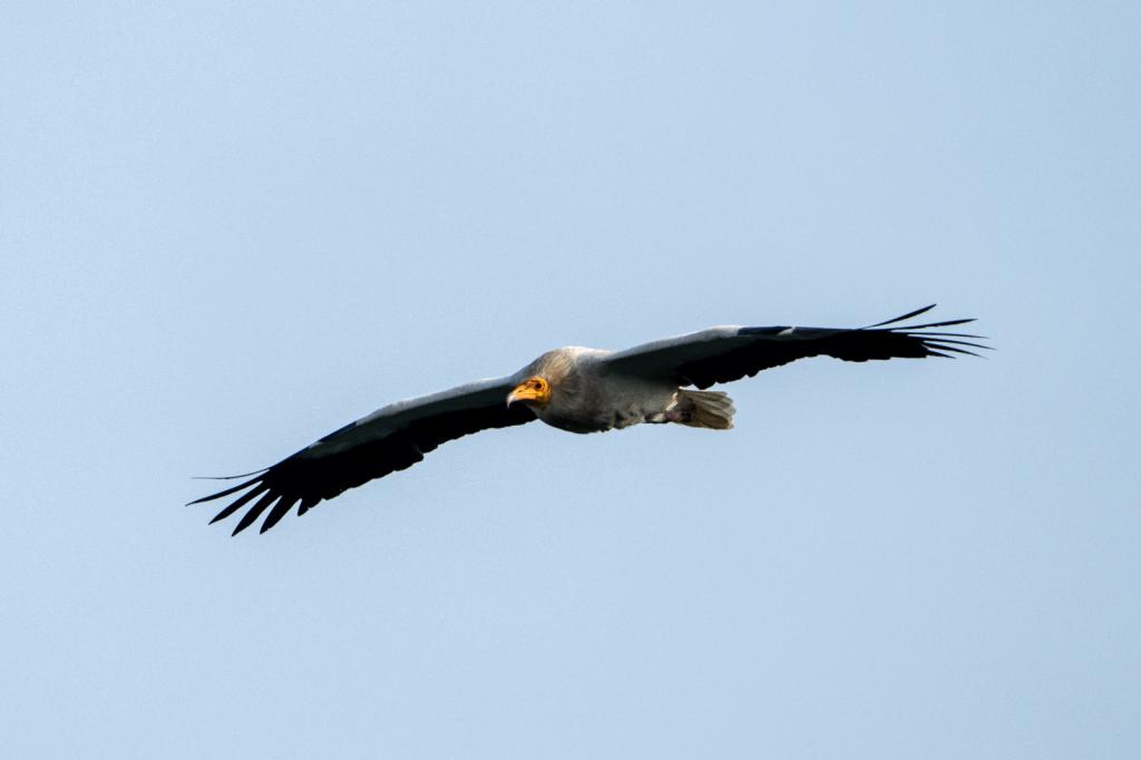 שני עופות דורסים נהרגו ליד טורבינות רוח בגולן