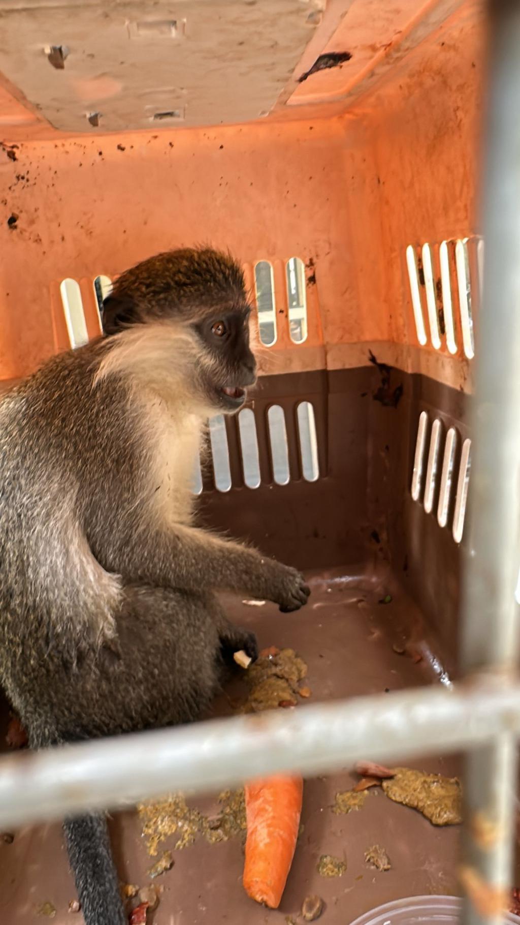 חילוץ יוצא דופן: קוף נטוש נמצא בשטח פתוח סמוך לבסמת טבעון