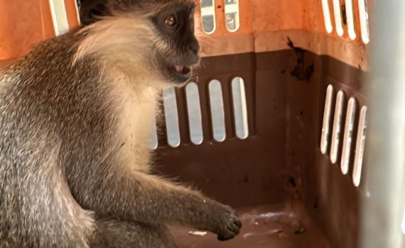 חילוץ יוצא דופן: קוף נטוש נמצא בשטח פתוח סמוך לבסמת טבעון