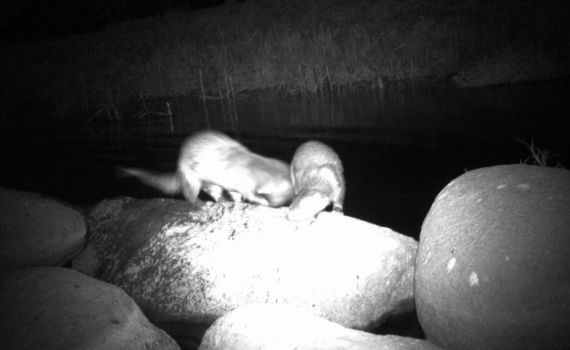 אחד למיליון: בעל חיים נדיר ובסכנת הכחדה תועד בישראל