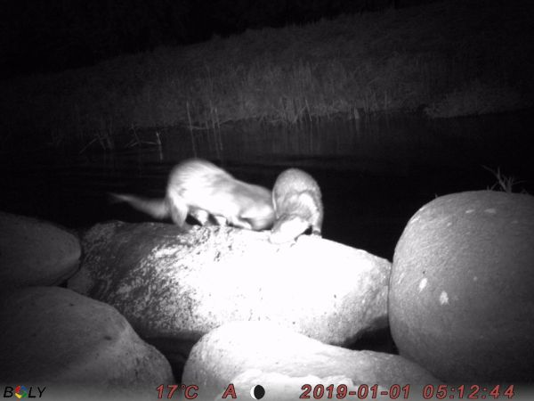 אחד למיליון: בעל חיים נדיר ובסכנת הכחדה תועד בישראל