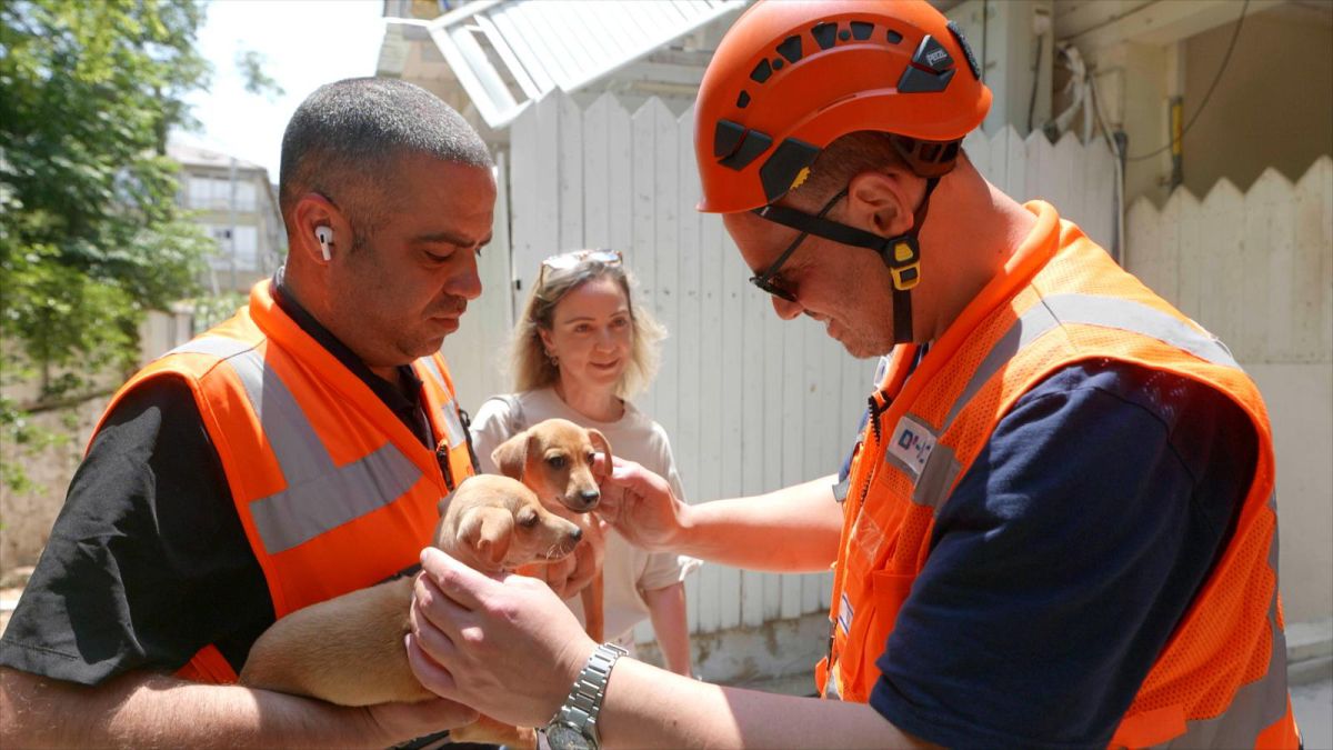נס על ארבע: גורי כלבים אותרו בתוך דירה בבת ים שניזוקה מהירי