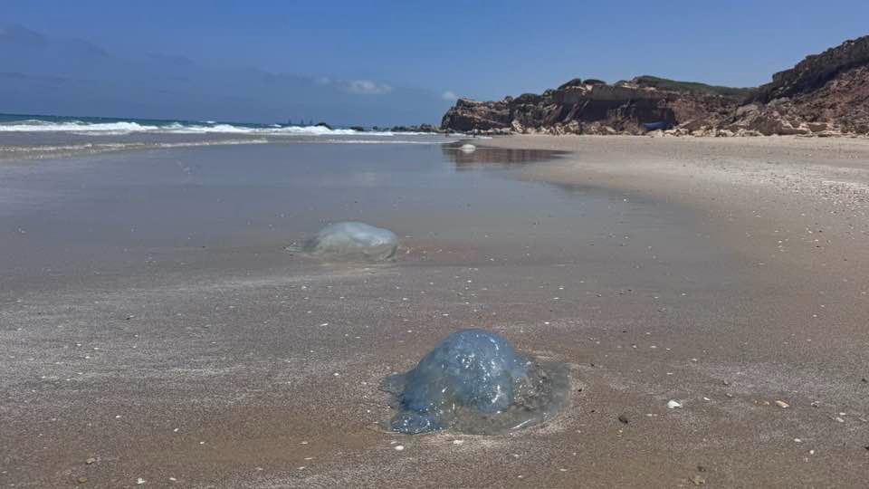 לא מפחדות מטילים: המדוזות הגיעו לחופי ישראל