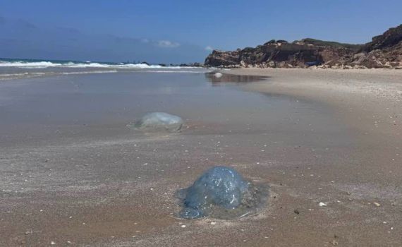 לא מפחדות מטילים: המדוזות הגיעו לחופי ישראל