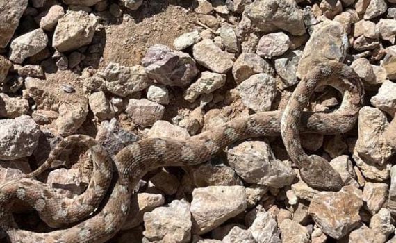 גבר כבן 40 הוכש על ידי נחש בכפר אדומים – מצבו קשה