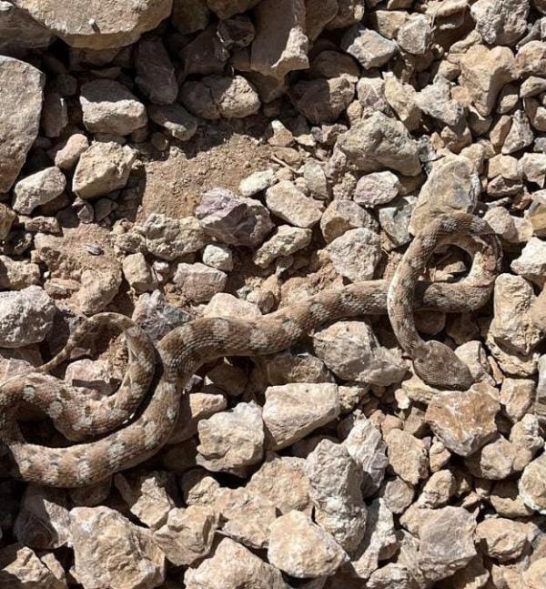 גבר כבן 40 הוכש על ידי נחש בכפר אדומים – מצבו קשה