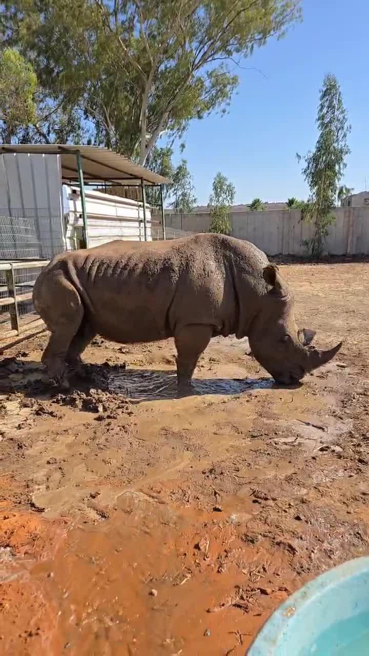 חם בקיץ? זו הדרך בה הקרנף מקרר את עצמו