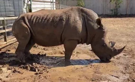 חם בקיץ? זו הדרך בה הקרנף מקרר את עצמו