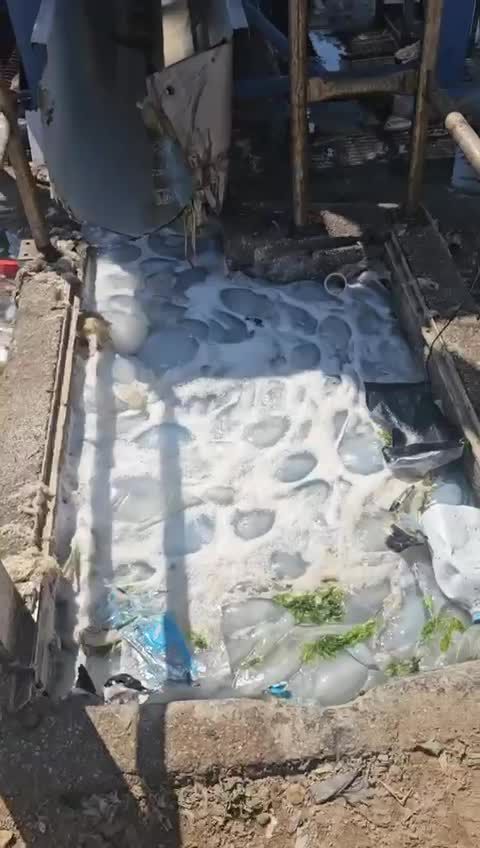 נחיל מדוזות ענק חדר למתקן של חברת החשמל