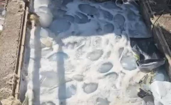 נחיל מדוזות ענק חדר למתקן של חברת החשמל