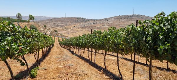 יין, כרמים ונביאים: סיפורו של יקב גבעות בבנימין