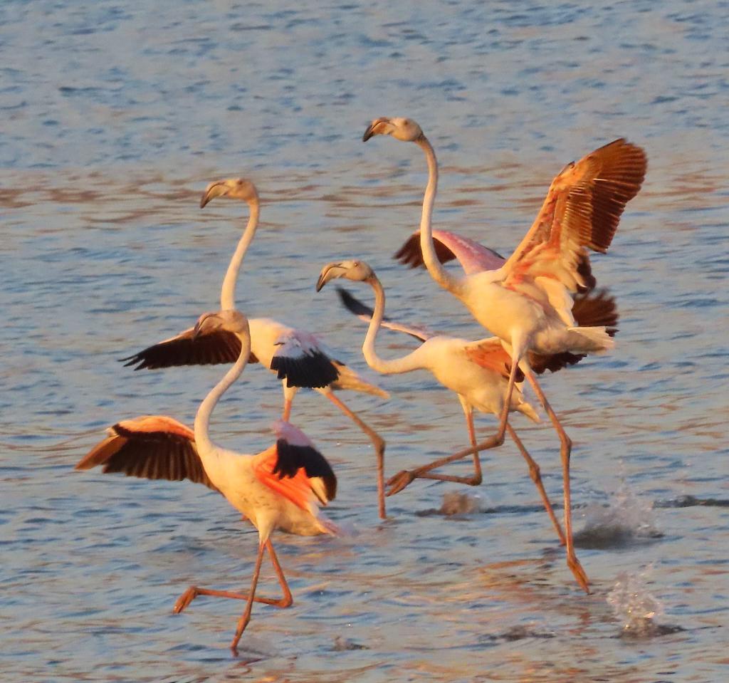 חו"ל זה יקר: הפלמינגו הוורודים בהחלטה מפתיעה