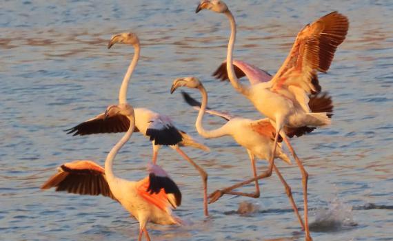 חו"ל זה יקר: הפלמינגו הוורודים בהחלטה מפתיעה