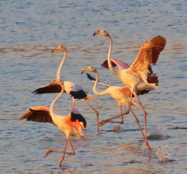 חו"ל זה יקר: הפלמינגו הוורודים בהחלטה מפתיעה