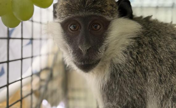 "התעללות נוראית": קוף נוסף אותר ברמלה