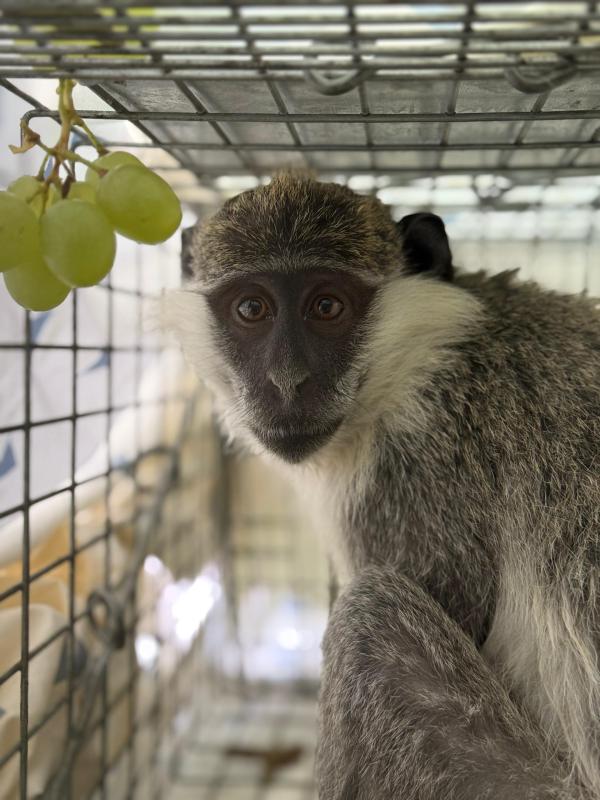 "התעללות נוראית": קוף נוסף אותר ברמלה