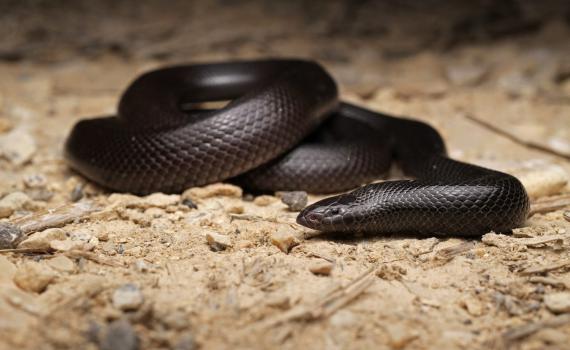 כדי למנוע מוות: שונה שמו של הנחש הארסי ביותר בישראל