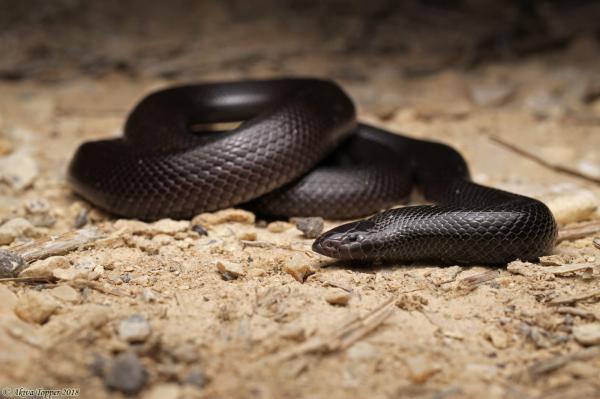 כדי למנוע מוות: שונה שמו של הנחש הארסי ביותר בישראל