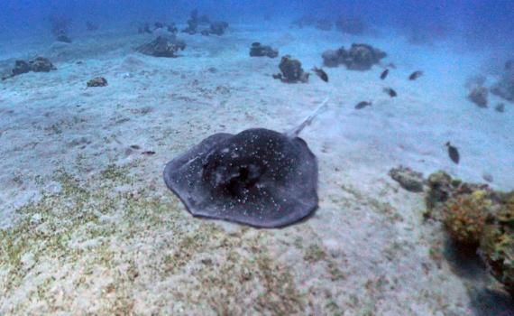 תצפית נדירה במפרץ אילת: טריגון מנגרובים בסכנת הכחדה
