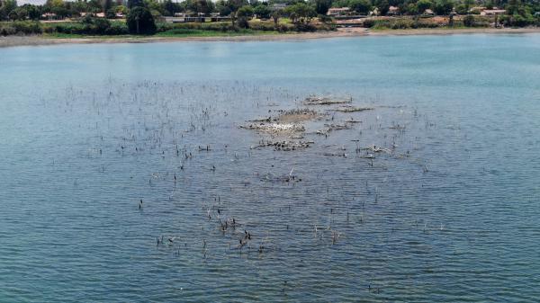דאגה בצפון: נחשף האי המפורסם בכנרת