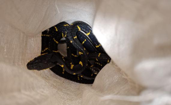 נמנע ניסיון הברחה של 140 זוחלים ועקרבים לישראל