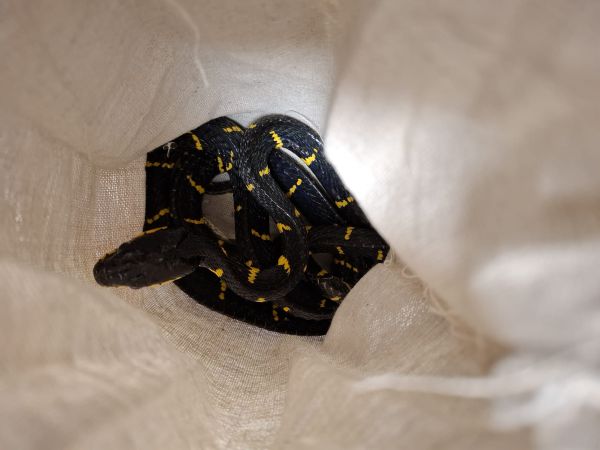 נמנע ניסיון הברחה של 140 זוחלים ועקרבים לישראל