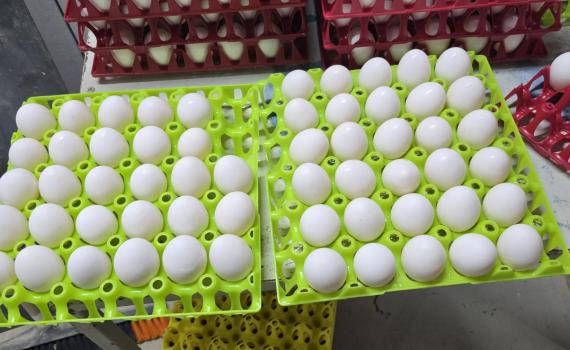 הפקחים תפסו על חם: מגדל עופות שוטף 9,000 ביצים