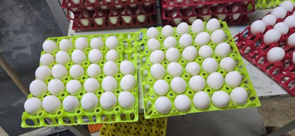 הפקחים תפסו על חם: מגדל עופות שוטף 9,000 ביצים