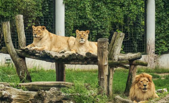 לביאה טרפה יד של אישה – גן החיות שב לפעול