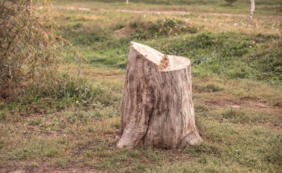 כריתת העץ שהובילה ל-4 שנות מאסר