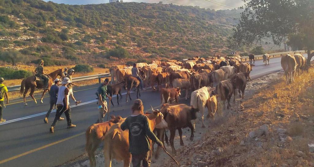 השומרון הפך לרמת הגולן: צפו בעדר פרות נודד