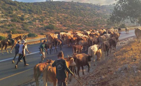 השומרון הפך לרמת הגולן: צפו בעדר פרות נודד