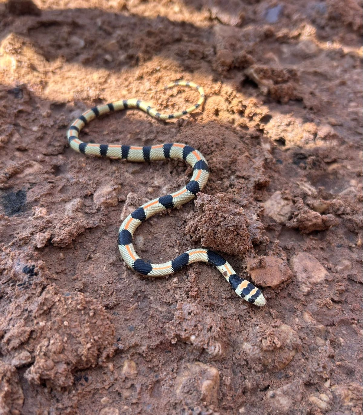 אילת: הנחש הנדיר זעמן היפהפה נצפה בפארק הצפרות