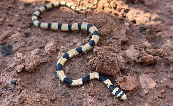 אילת: הנחש הנדיר זעמן היפהפה נצפה בפארק הצפרות