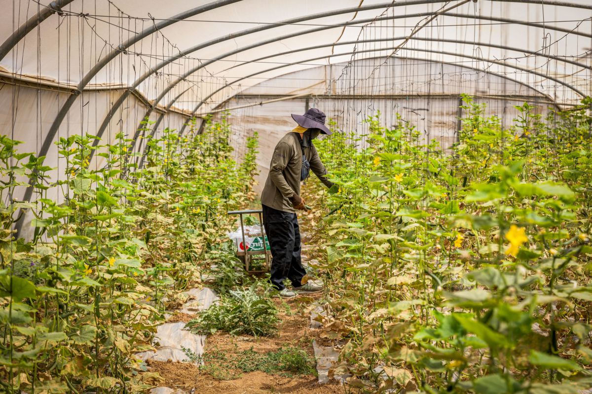 20 שנה להתנתקות: הסרט "חממה" לצפייה ישירה