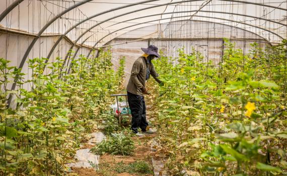 20 שנה להתנתקות: הסרט "חממה" לצפייה ישירה