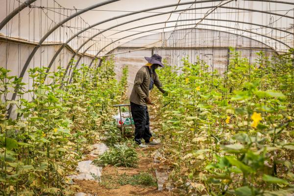20 שנה להתנתקות: הסרט "חממה" לצפייה ישירה