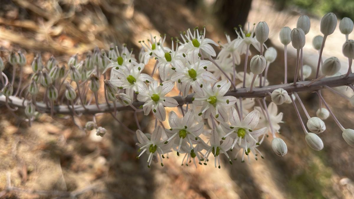 חצבים פורחים: סימן התחדשות בעיצומו של גל החום