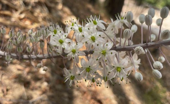 חצבים פורחים: סימן התחדשות בעיצומו של גל החום
