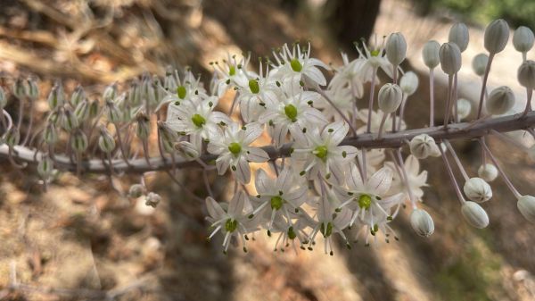 חצבים פורחים: סימן התחדשות בעיצומו של גל החום
