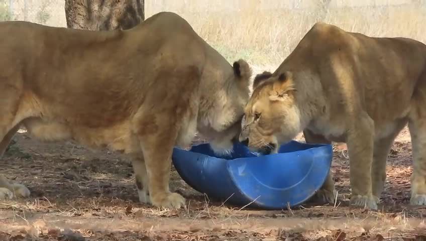 צפו בתיעוד: כך החיות בספארי נערכות לגל החום